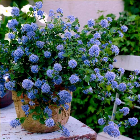 Prusznik Victoria (C2)