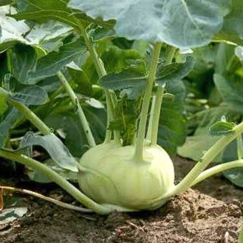 Kalarepa Wiedeńska Biała 2g