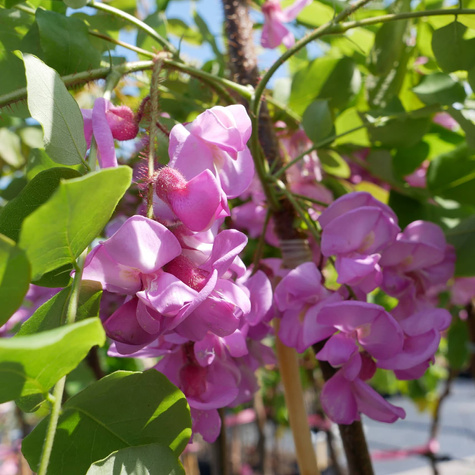 Robinia akacjowa Akacja fioletowa szczepiona na pniu miododajna