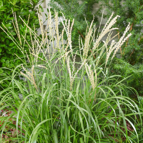 Miscanthus sinensis Miskant chiński 'Korea'