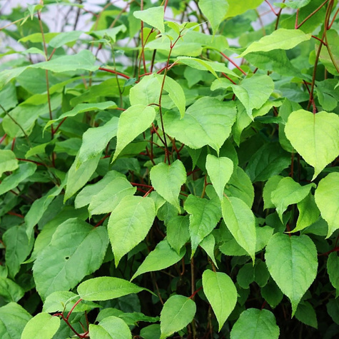 MINI KIWI Aktinidia ostrolistna Weiki męska (C2)