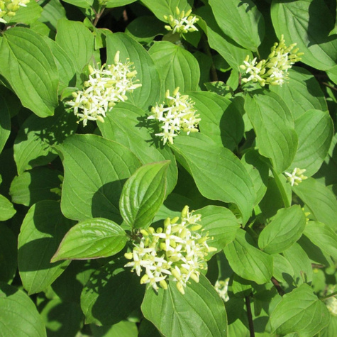 Dereń świdwa Midwinter Fire (C2)