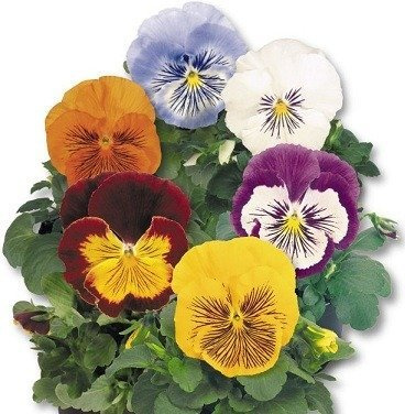 Bratek Fiołek ogrodowy szwajcarski Cats 10szt mieszanka