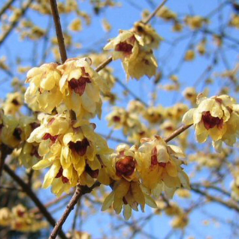 Zimokwiat wczesny (C2)