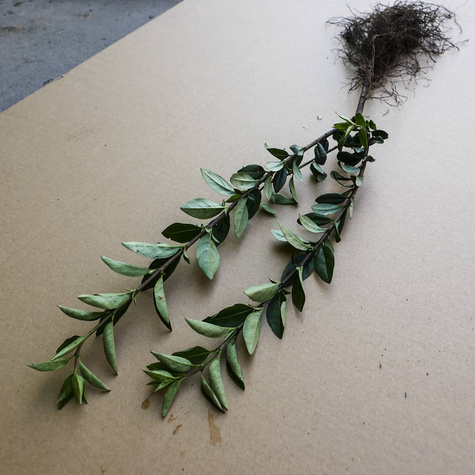 Ligustr Zimozielony Atrovirens Wielopędowy PREMIUM SADZONKI Plant Pack