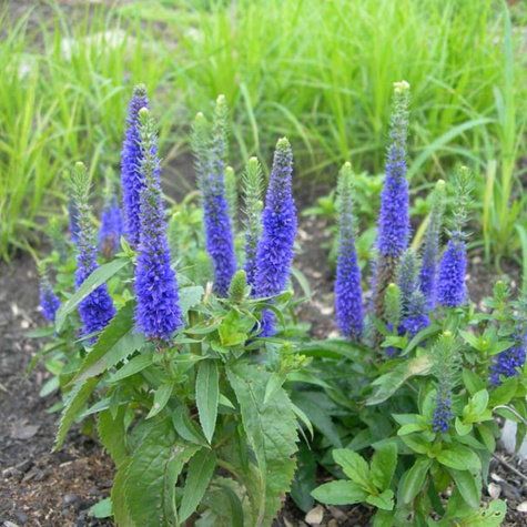 Przetacznik kłosowy Nana Blauteppich (C2)