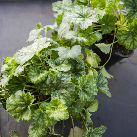 Żurawka ogrodowa Iced Green (C2)