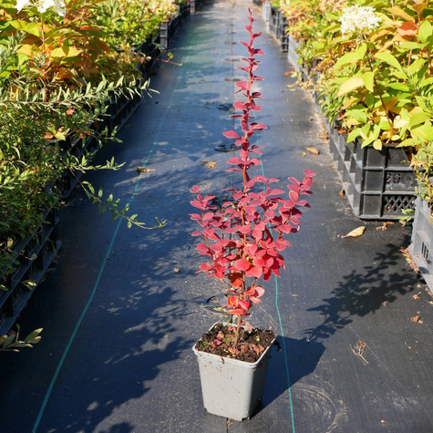 Berberys thunberga Chiquita (P9)