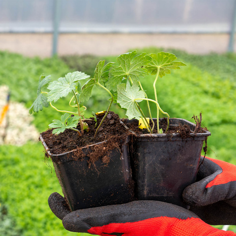 Bodziszek himalajski (C2)