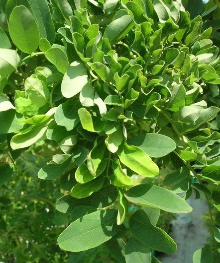 Robinia akacjowa Twisty Baby Pa200 szczepiona na pniu