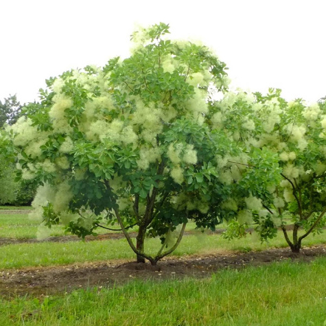 Perukowiec podolski Kanari (P9)