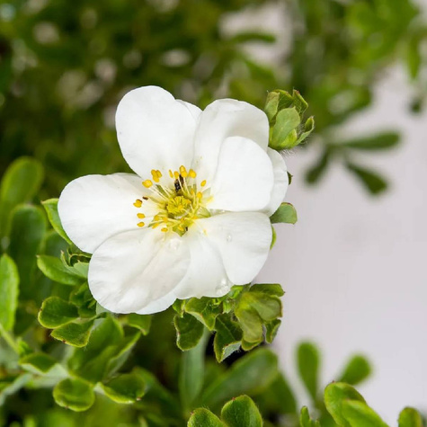Pięciornik krzewiasty Snow Bird