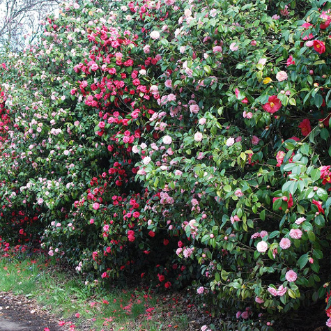 Kamelia japońska Alba Simplex (C2)