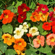 Nasturcja karłowa mieszanka 5g 