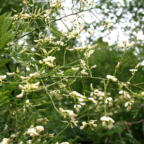 Perełkowiec japoński (C2)