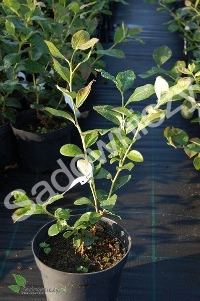 Zestaw 4 plennych odmian borówek + nawóz