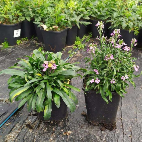 Pszonak Cheers Sun-Kissed Amethyst (C2)