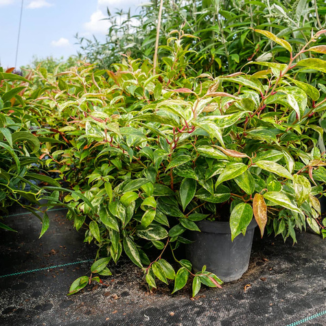 Kiścień Wawrzynowy Makijaż (C2)