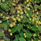 Epimedium Sunny and Share (ISU Awards 2020) (P9)