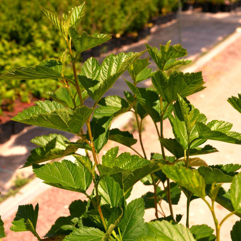 Pęcherznica kalinolistna (C2)