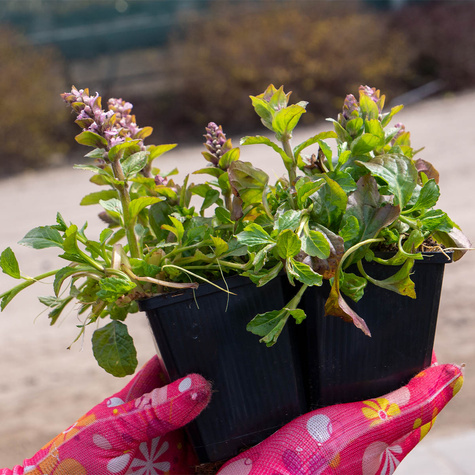 Dąbrówka rozłogowa Rosea (P9)