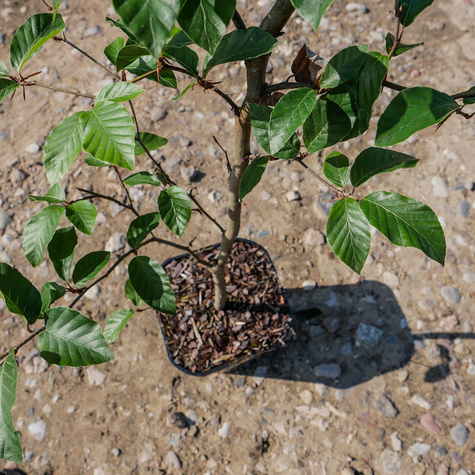 Buk zwyczajny w pojemniku Aleje Parki Żywopłoty pospolity (C2)