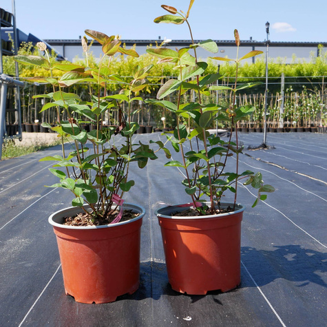 Dziurawiec bezwonny Red Fame (C2)