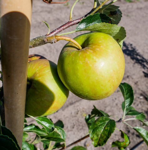 Jabłoń Golden Dream Plant Pack
