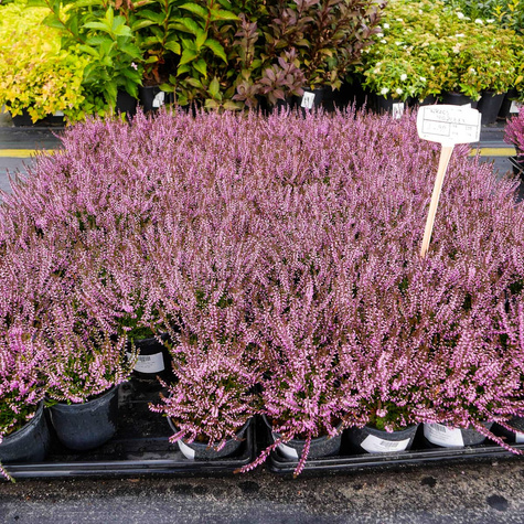 Wrzos pospolity Marleen