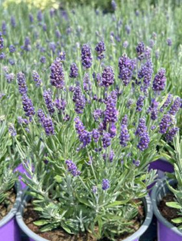 Zestaw Lawenda wąskolistna lekarska Hidcote Blue Strain 6 szt