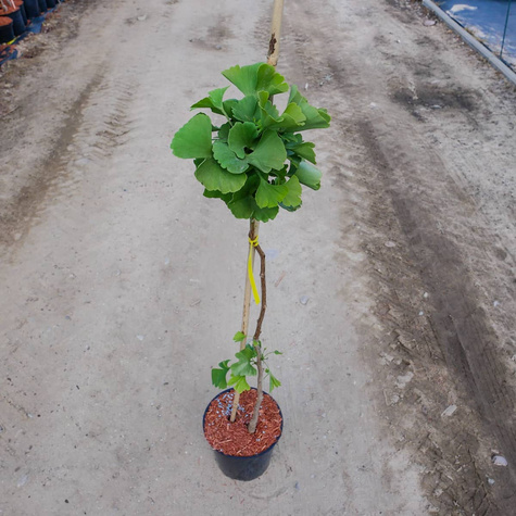 Miłorząb dwuklapowy szczepiony na pniu Pa 60 (C2)