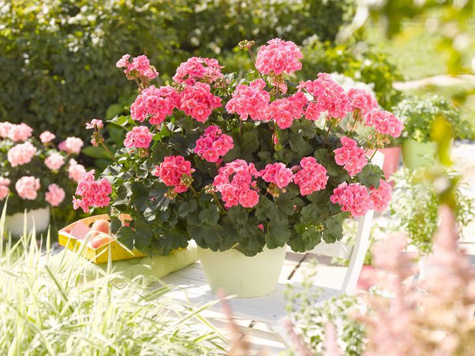 Pelargonia stojąca różowa Piękne sadzonki