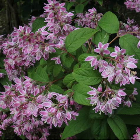 Żylistek mieszańcowy Magicien (P9)