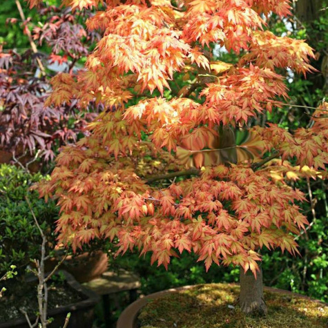 Klon palmowy Orange Queen (C2)