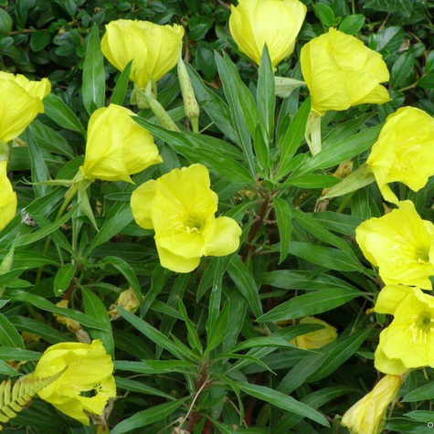 Wiesiołek ozdobny missouryjski Oenothera macrocarpa (C2)