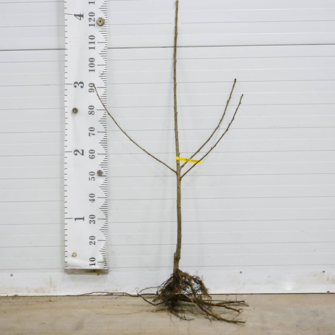 Czereśnia Majówka wczesna Plant Pack