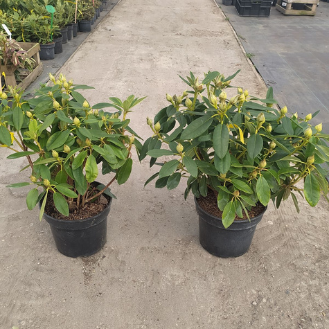 Rododendron Percy Wieseman łososiowy (C2)