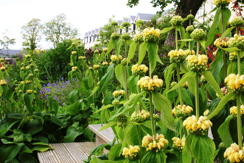 Żelaźniak Russela Piętrowe kwiaty (C2)