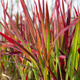 Imperata cylindryczna Red Baron Szarłatna (C2)