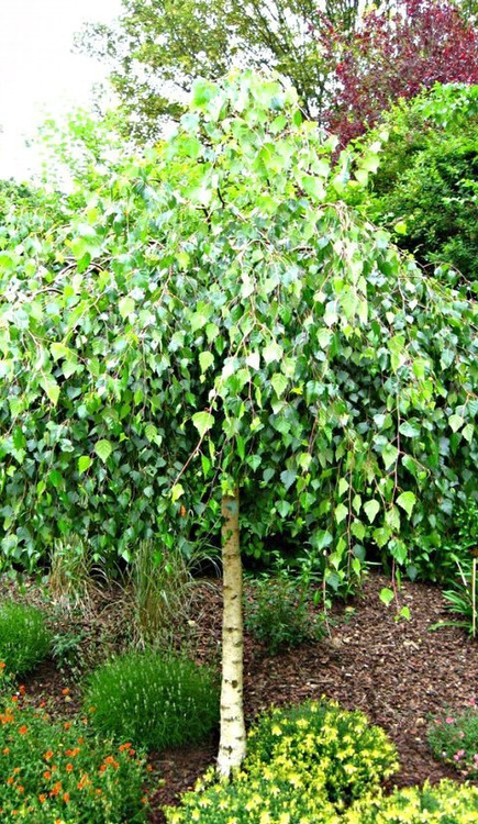 Brzoza brodawkowata Youngii szczepiona na pniu (Pa 100, obw. 6/10, H-150)