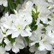 Azalia japońska Pleasant White