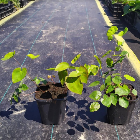 Epimedium pstre Sulphureum (C2)