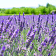 Lawenda wąskolistna lekarska Dwarf Blue (C2)