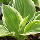 Funkia Hosta Falista Albomarginata (C2)