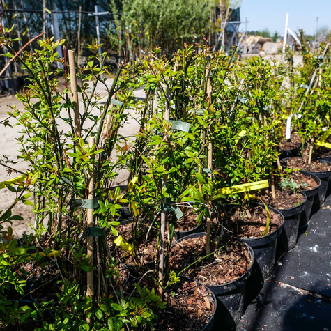 Jaśminowiec nagokwiatowy Najwcześniejszy Bardzo pachnący (C2)