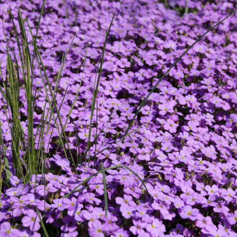 Żagwin ogrodowy fioletowy (C2)