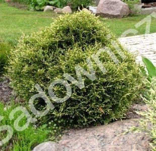 Thuja Tuja Żywotnik zachodni Stolvijk (C2)