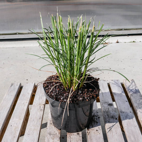 Miskant chiński Red Chief (C2)