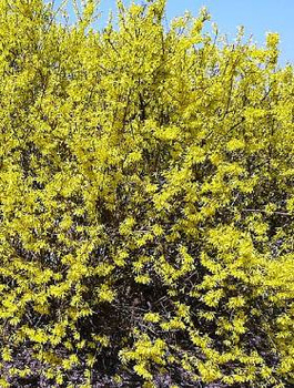 Forsycja Plant Pack