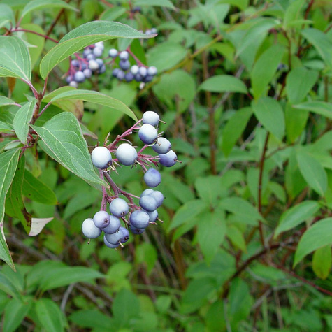 Dereń jedwabny (C2)